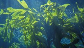 Energia dalle alghe: la nuova frontiera della sostenibilità