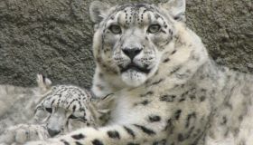 Leopardo delle nevi, a rischio estinzione, sta scomparendo