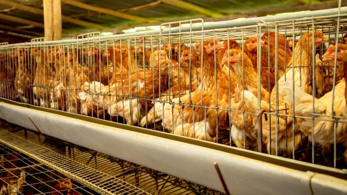 Allevamenti intensivi: i danni ambientali sono maggiori dei guadagni economici