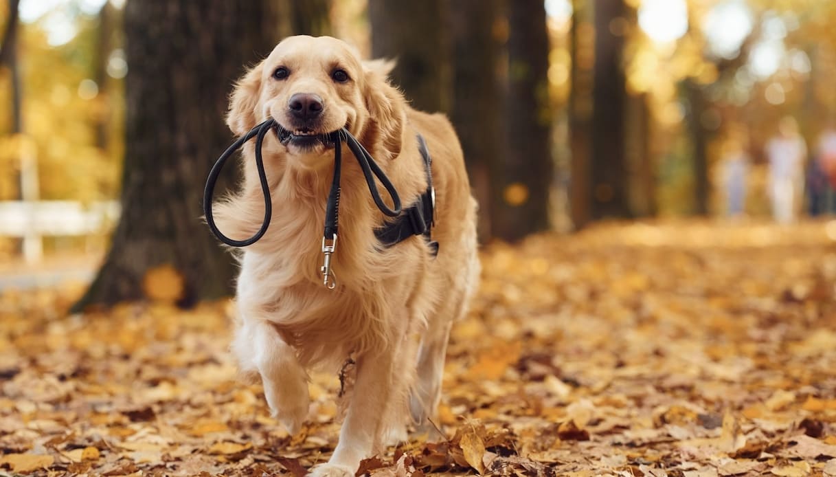Quanto costa mantenere un cane: i prezzi di cibo, salute e accessori
