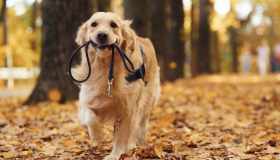 Quanto costa mantenere un cane: i prezzi di cibo, salute e accessori