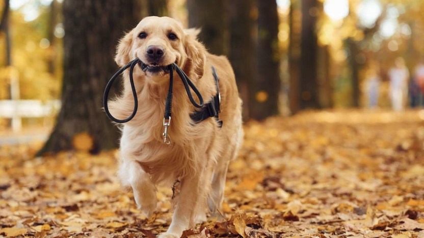 Quanto costa mantenere un cane: i prezzi di cibo, salute e accessori