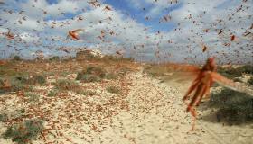 Invasione di cavallette in Italia: ecco dove e cosa fare