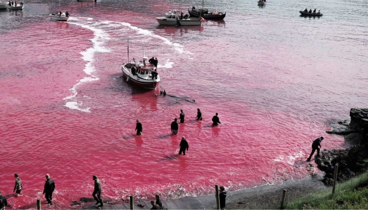 Faroe, la mattanza dei delfini sconvolge il mondo: cos’è il Grindagrap