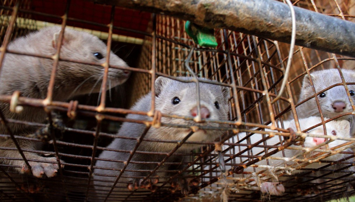 Quanto vale il business dell’allevamento di visoni (e quanto fa male)