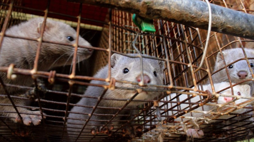 Quanto vale il business dell’allevamento di visoni (e quanto fa male)