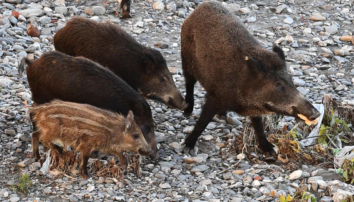 Peste suina: cos’è, sintomi e come si trasmette. Quali rischi per l’uomo e i cani