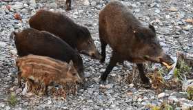 Peste suina: cos’è, sintomi e come si trasmette. Quali rischi per l’uomo e i cani