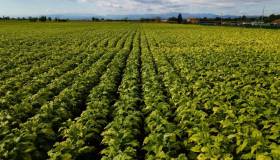 Coldiretti-Philip Morris: accordo anti-siccità per la filiera italiana del tabacco