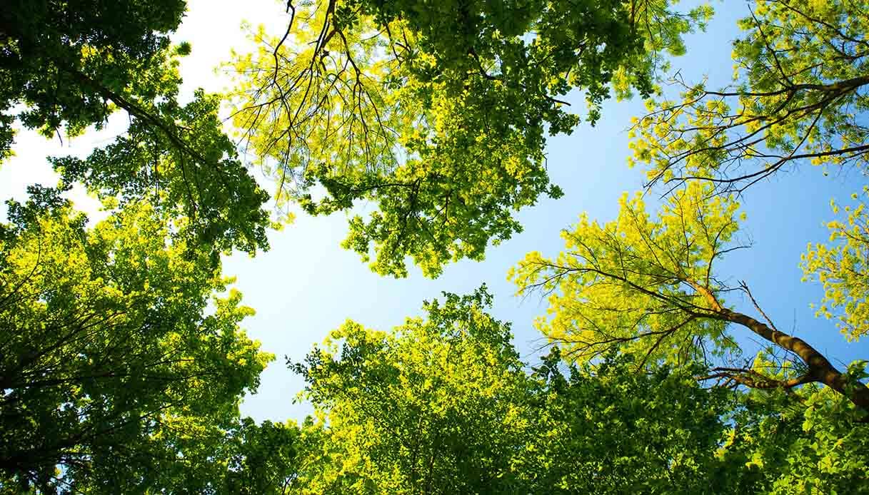 Un Natale sostenibile? Quest’anno regala un albero. Si può anche adottare a distanza