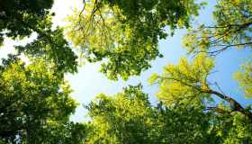 Un Natale sostenibile? Quest’anno regala un albero. Si può anche adottare a distanza