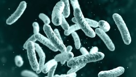 Ricavare elettricità dai batteri? Ora si può: ecco come