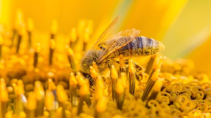 Giornata Mondiale delle Api: tra Beewashing e azioni concrete, cosa fare per salvarle