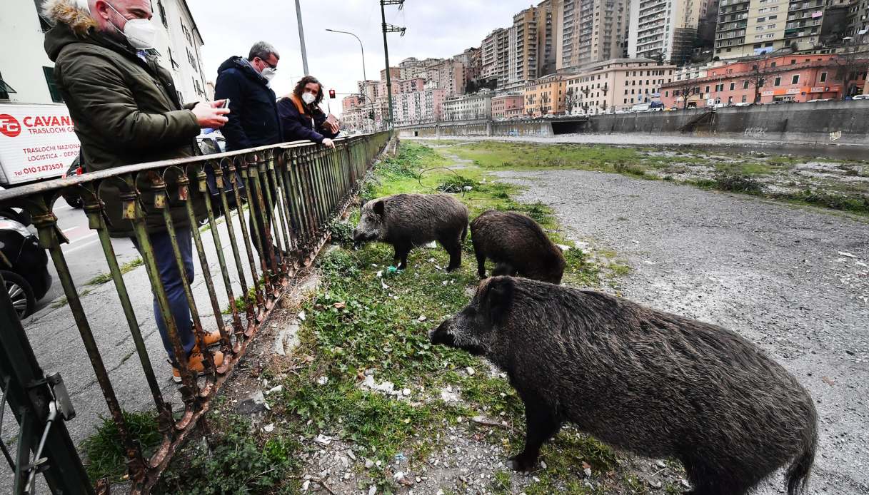 Peste suina: cosa fare assolutamente e cosa non fare mai