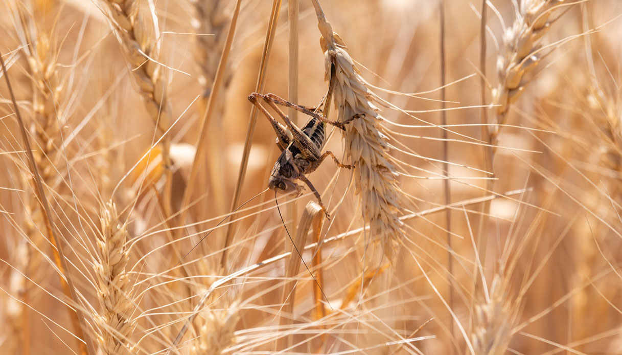 La prossima invasione di cavallette sarà peggiore: come evitarla