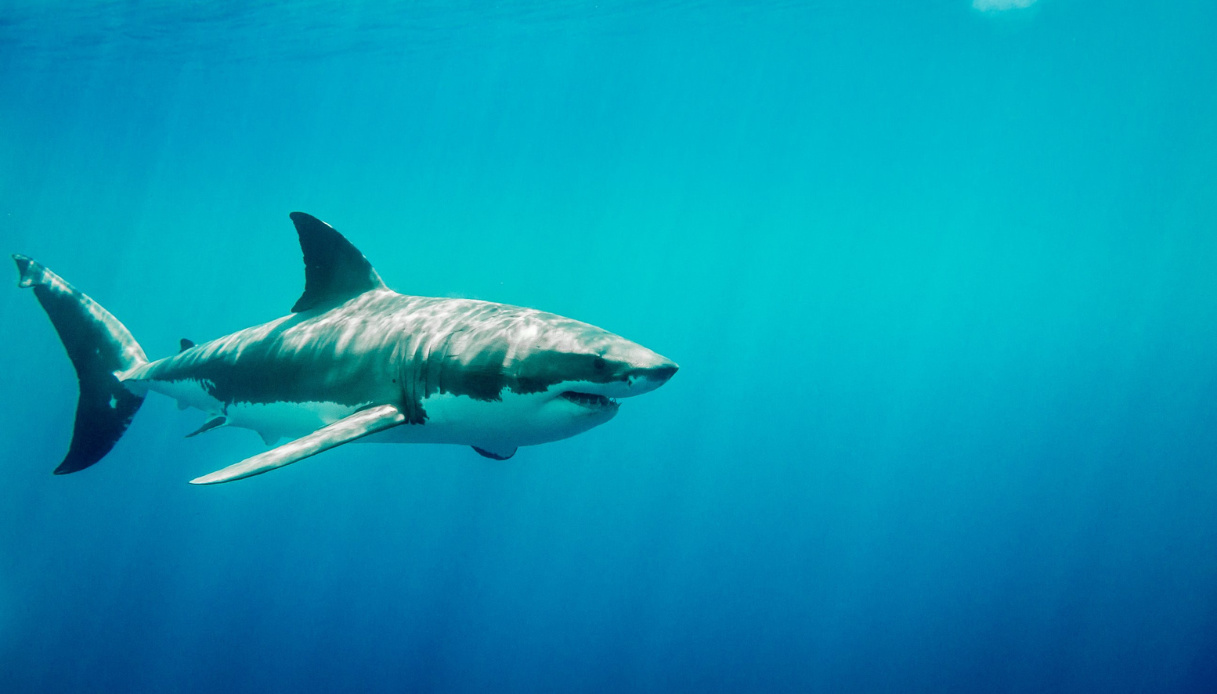 Squalo attacca sul Mar Rosso a pochi metri dalla spiaggia: due turiste uccise