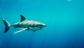 Squalo attacca sul Mar Rosso a pochi metri dalla spiaggia: due turiste uccise