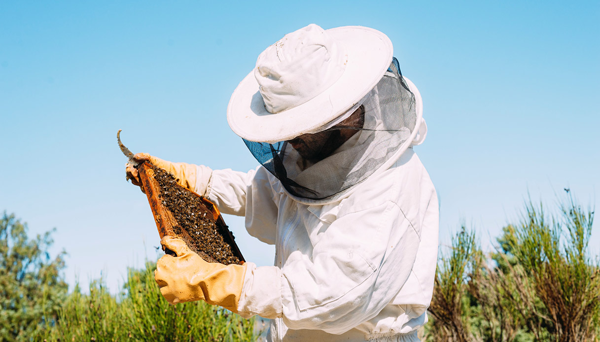 Addio alle api in Italia: attenzione alla truffa del miele