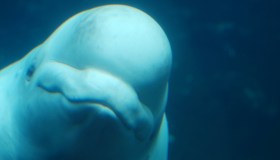 La triste fine del beluga che è rimasto intrappolato nella Senna