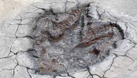 La siccità restituisce le impronte di dinosauri di 113 milioni di anni fa