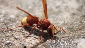 Allarme Vespa orientalis, “è pericolosa”: dove si trovano i nidi