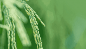 In Italia sono un milione gli occupati in agricoltura