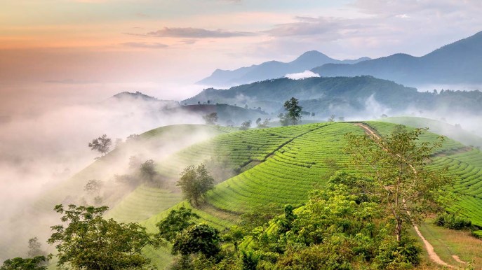 Captanieblas, catturare la nebbia per far crescere la vegetazione