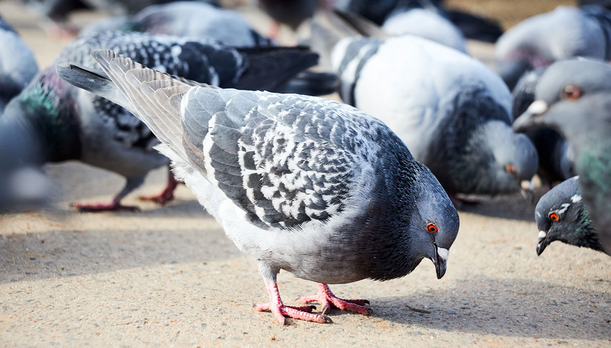 Allerta alta per il virus dei piccioni “zombie”: i rischi per l’uomo