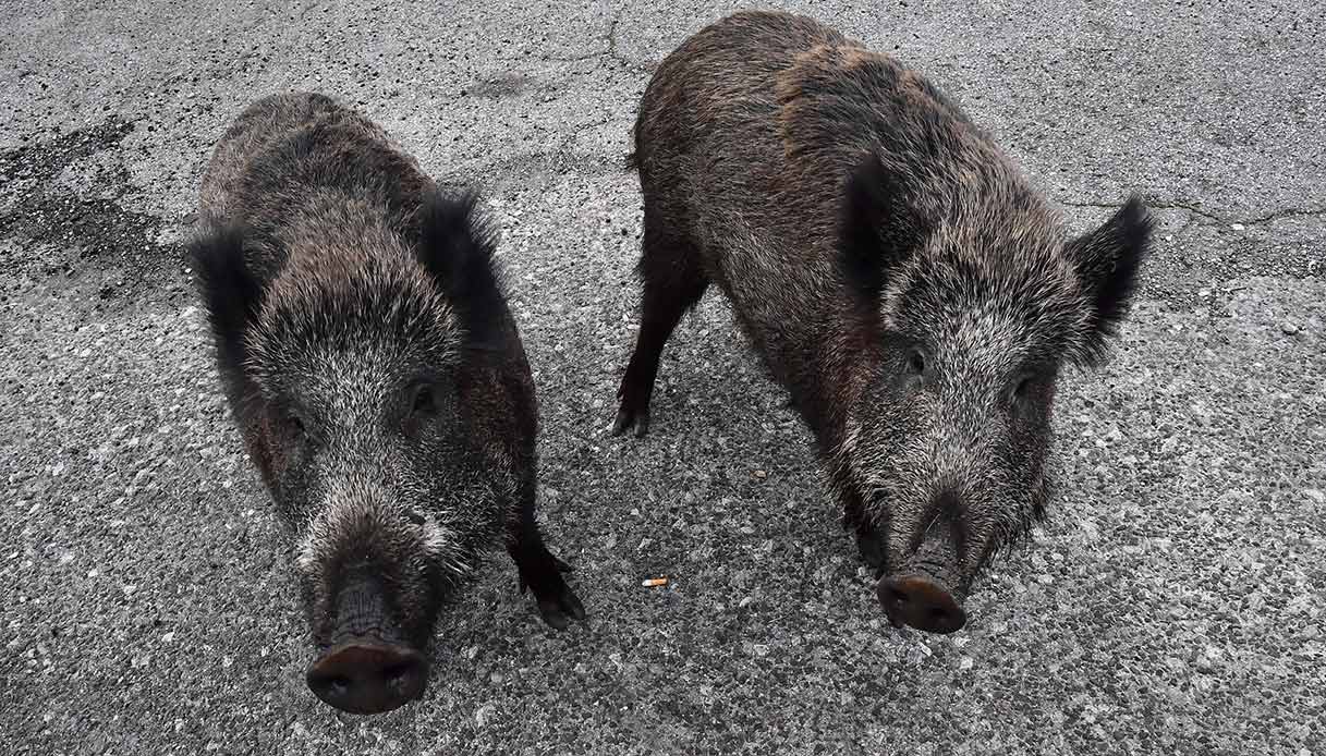 Caccia ai cinghiali: è scontro sul nuovo emendamento in manovra