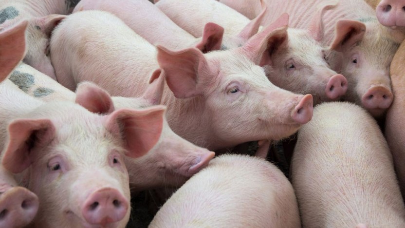 I “super” maiali minacciano il mondo: allarme per nuovo virus