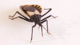 Giornata mondiale della malattia di Chagas: cos’è e i sintomi