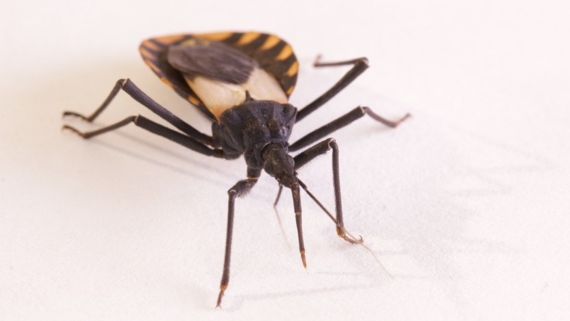 Giornata mondiale della malattia di Chagas: cos’è e i sintomi