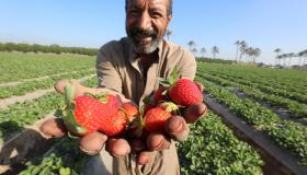 Agricoltura, servono subito 100mila stagionali: come proporsi