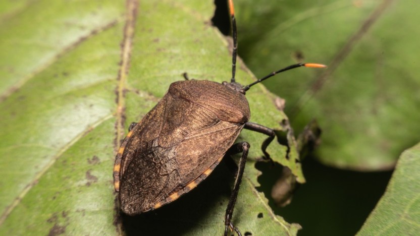 Invasione di cimici in arrivo: cosa fare per liberarsene