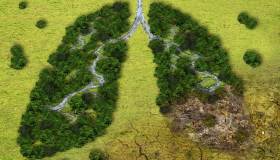 Deforestazione, gli impatti del nuovo regolamento sullo sviluppo sostenibile