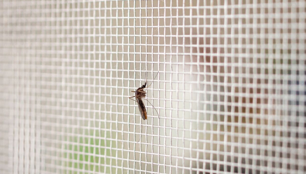 Bonus zanzariere anche per il 2023: come ottenerlo