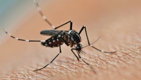 Invasione di zecche e zanzare: è allarme febbre del Nilo