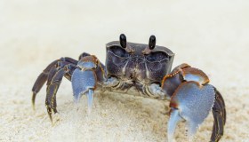 Allarme granchio blu, ha invaso il delta del Po: è strage di vongole