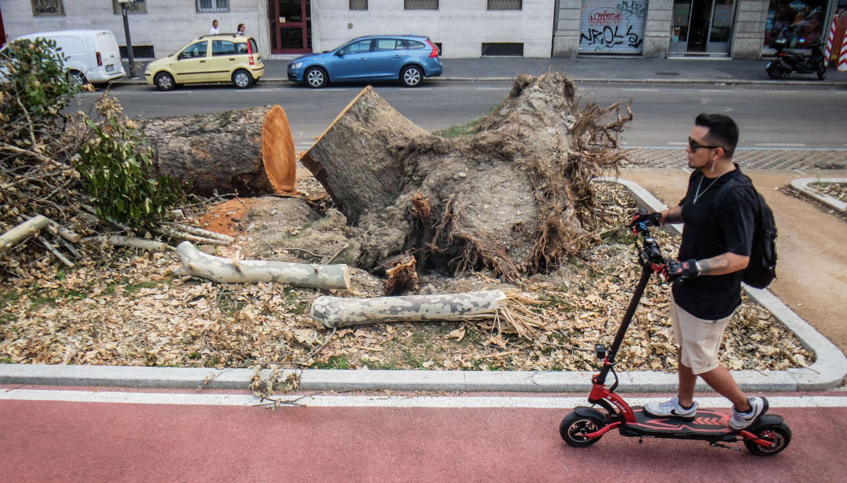 Strage di alberi dopo il maltempo: sono 50mila quelli a rischio