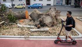 Strage di alberi dopo il maltempo: sono 50mila quelli a rischio