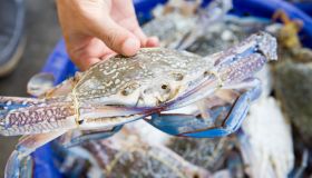 Lo chiamano il “killer dei mari”: l’allarme di Coldiretti