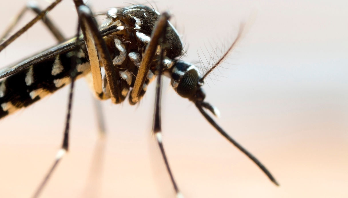 Arriva in Italia la dengue: sintomi e contagio