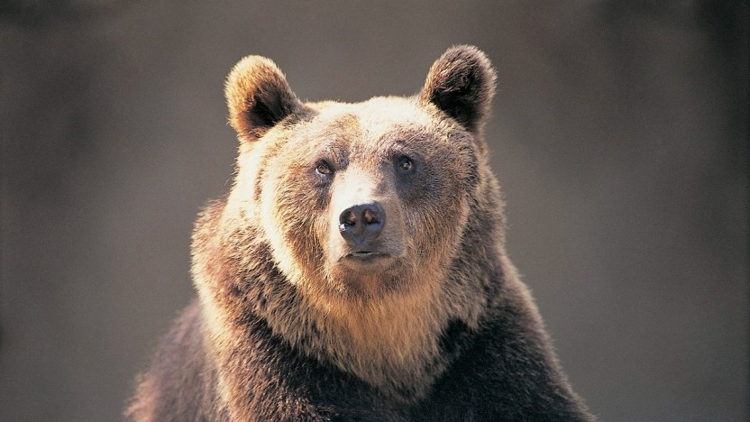 In arrivo lo spray anti-orso, come funziona e quando usarlo