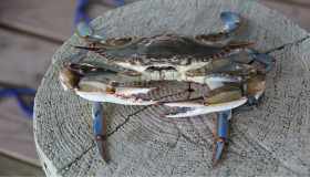 Invasione granchi blu: potrebbero essere usati per l’asfalto