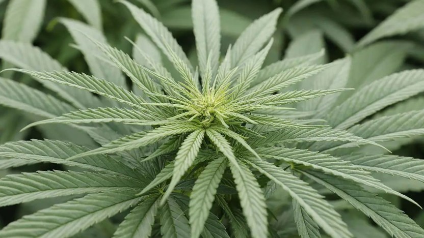 Cannabis light, ecco i prodotti che si possono comprare ora