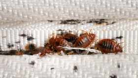 Invasione di cimici dei letti: cosa provocano e cosa fare