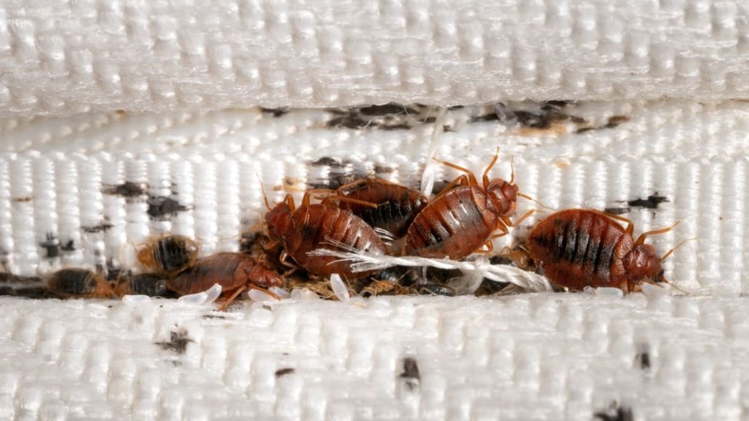 Invasione di cimici dei letti: cosa provocano e cosa fare
