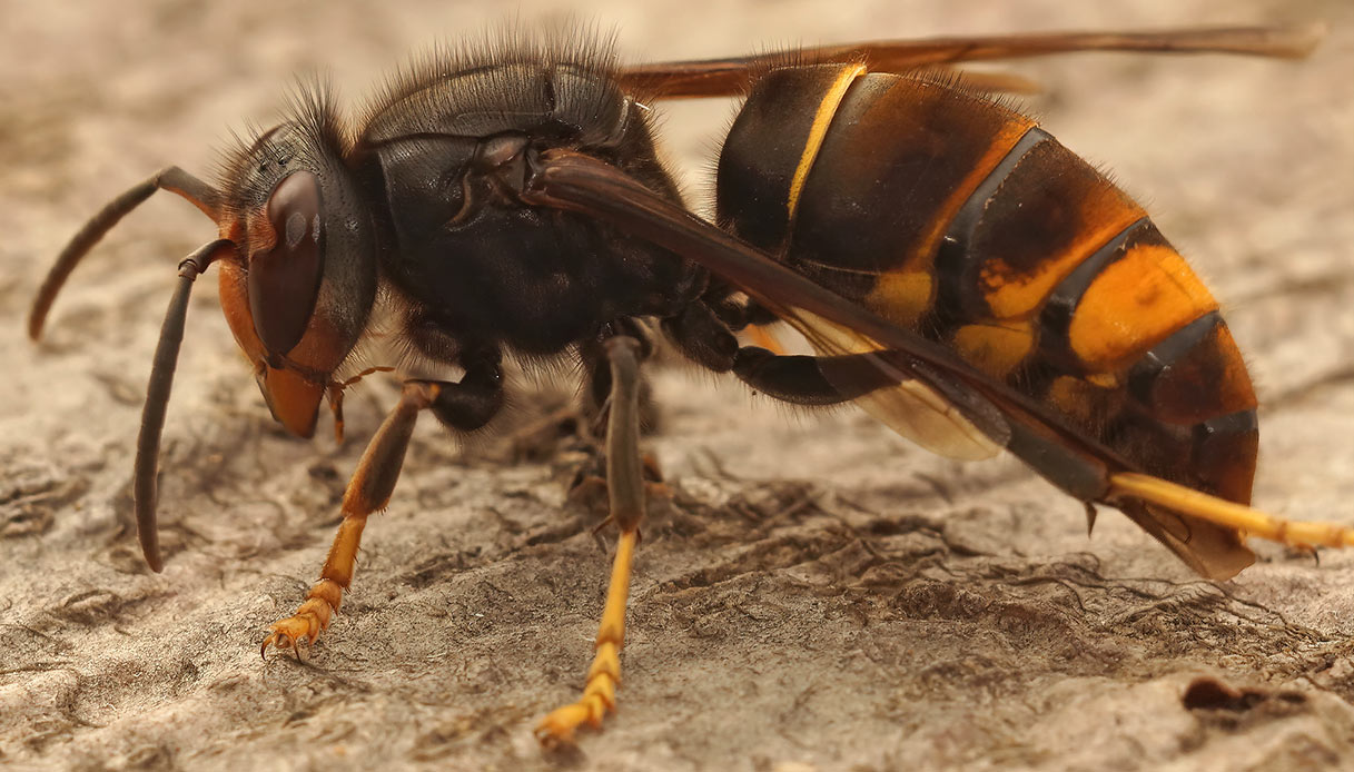 Allarme Vespa velutina in Italia: cosa provoca