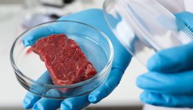 Carne sintetica vietata in Italia: a quali rischi andiamo ora incontro