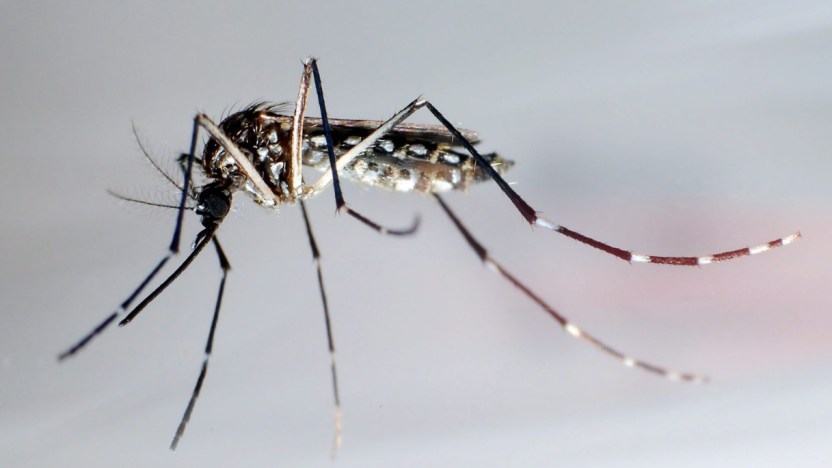 Febbre dengue, caso mortale a Firenze: cosa fare in presenza di sintomi